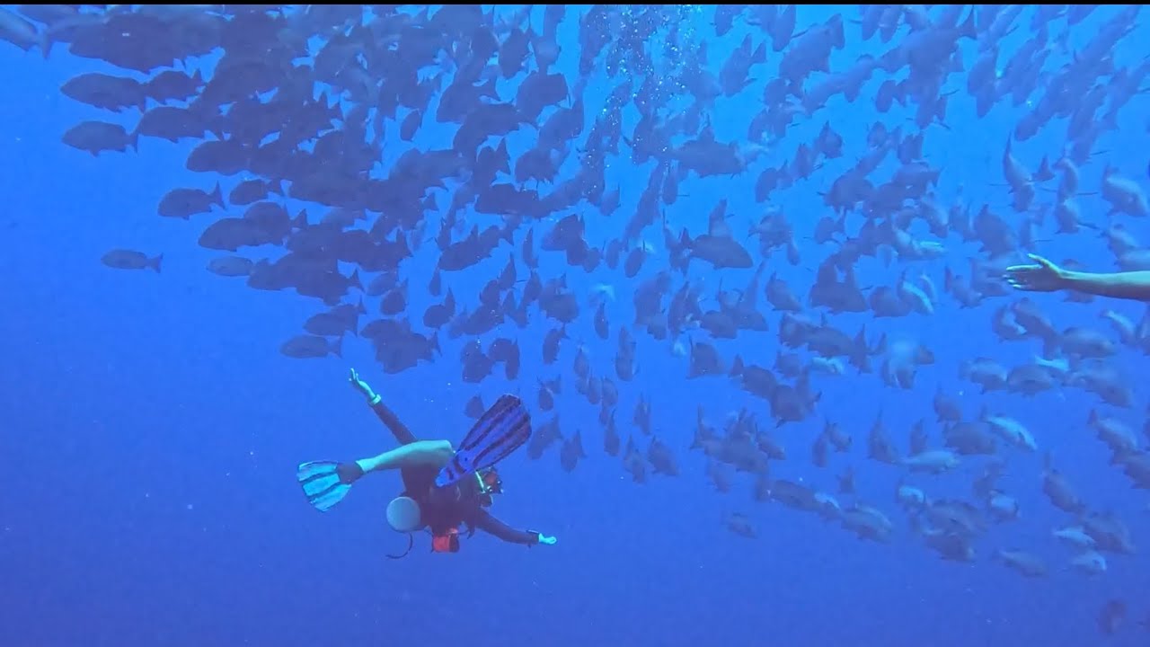 SHARK AND YOLANDA REEF - EGYPT - RED SEA