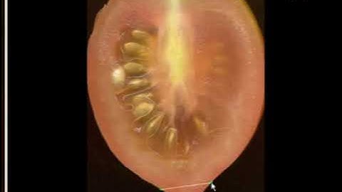 Tomato Analyzer is a valuable software tool designed to gather comprehensive morphological data