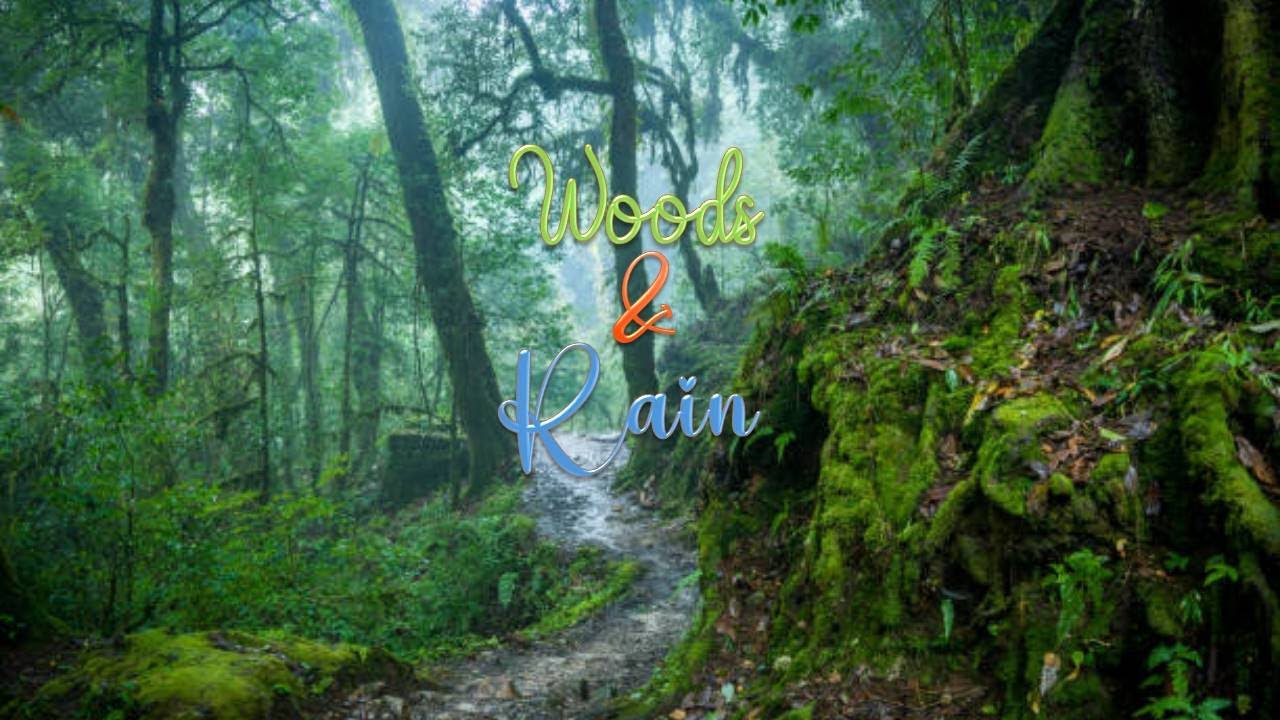 Woods & Rain