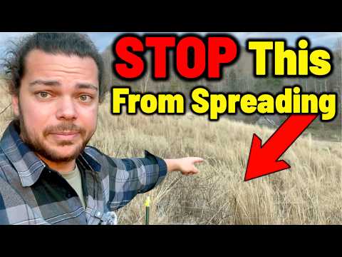 The Government-Introduced Plants Destroying American Land (Q&A)
