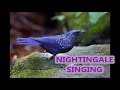 Пение Соловья и Лесных Птиц / Nightingale Sings