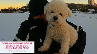 Собака Бишон фризе лает и играет на льду Dog Bichon Frise Chien 개 Hund कुत्ता 犬 狗 الكلب WorldSun