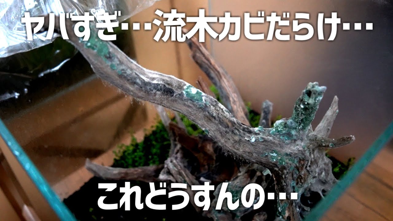 受注品：流木 流木指定グラスアクアリウムセット CYLINDER006 – PINTO