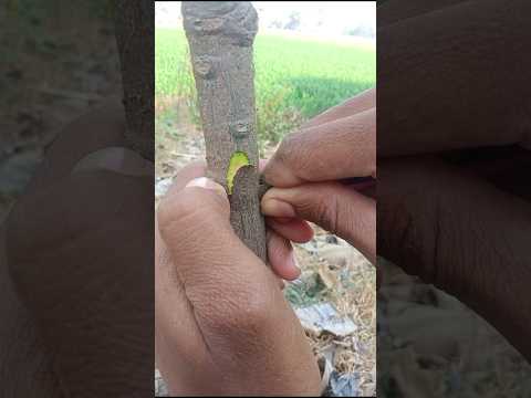 Mango side grafting