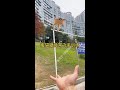 Sugar glider training #sugar glider #flying squirrel #agile movements