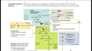 Usmle - 9 Kinin Pathways - Bradykinin Usmle Step 1 Usmle Step 1