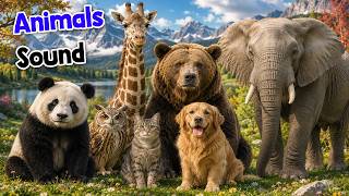 Animals Sounds for Kids 🦁 Learn 25 Animals | Roar, Moo, Woof! 🦁 Fun for Children | Brainy Town