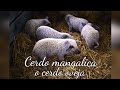 El cerdo MANGALICA-cerdo oveja de Hungría//Raza única de cerdo.#CerdoMangalica #Cerdopeludo #Hungría