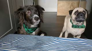 Dogs Review Beef and Cabbage for St. Patrick's Day