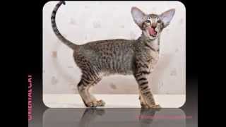 Domestic 43 cat breeds