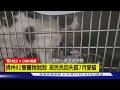 【CNN精選】美郵差送信偷毛小孩! 92隻貓狗關38℃房間｜TVBS新聞 @TVBSNEWS01