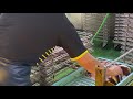鯵（アジ）の干物を並べて干す準備　静岡県沼津加工