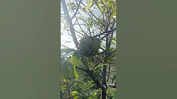 Sabana Labana Fruits Goodforthehealth Delicious Highlights 