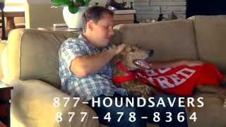 Greyhound Adoption Center TV commercial