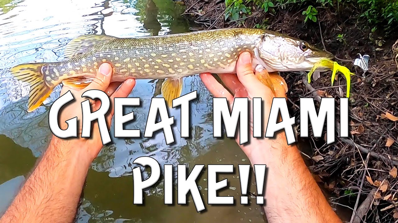 I caught my FIRST pike in Ohio! ( Great Miami River ) YouTube
