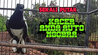 Bikin lawan emosi, Kacer pembangkit emosi dan birahi