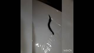 Flat Worms are Cool
