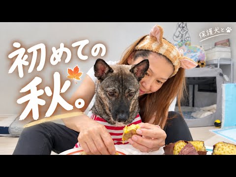     【保護犬】初めての秋に大興奮！焼き芋を食べて走り回る保護犬いと