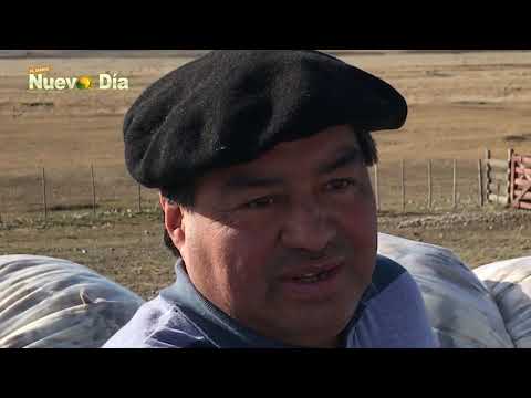La esquila en