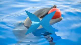 DOLPHINS    KEEP THIS MAGIC ALIVE !!!