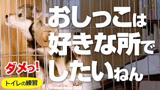 生後ヶ月の赤ちゃん犬のトイレトレーニング　〜ケージの中でおしっこしよう〜