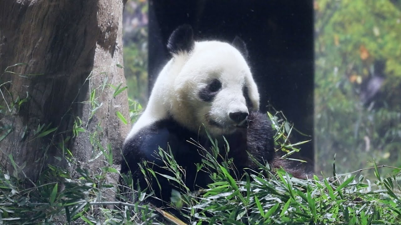 パンダ、「中国でも元気で」　最終観覧日、２７日出発　上野動物園