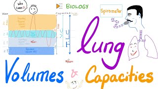 Lung Volumes and Capacities | Pulmonary Function Tests (PFTs) | Biology Review