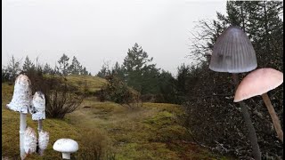 Exploring the Mushroom Forest - Art 271 Project 2 Rotoscoping