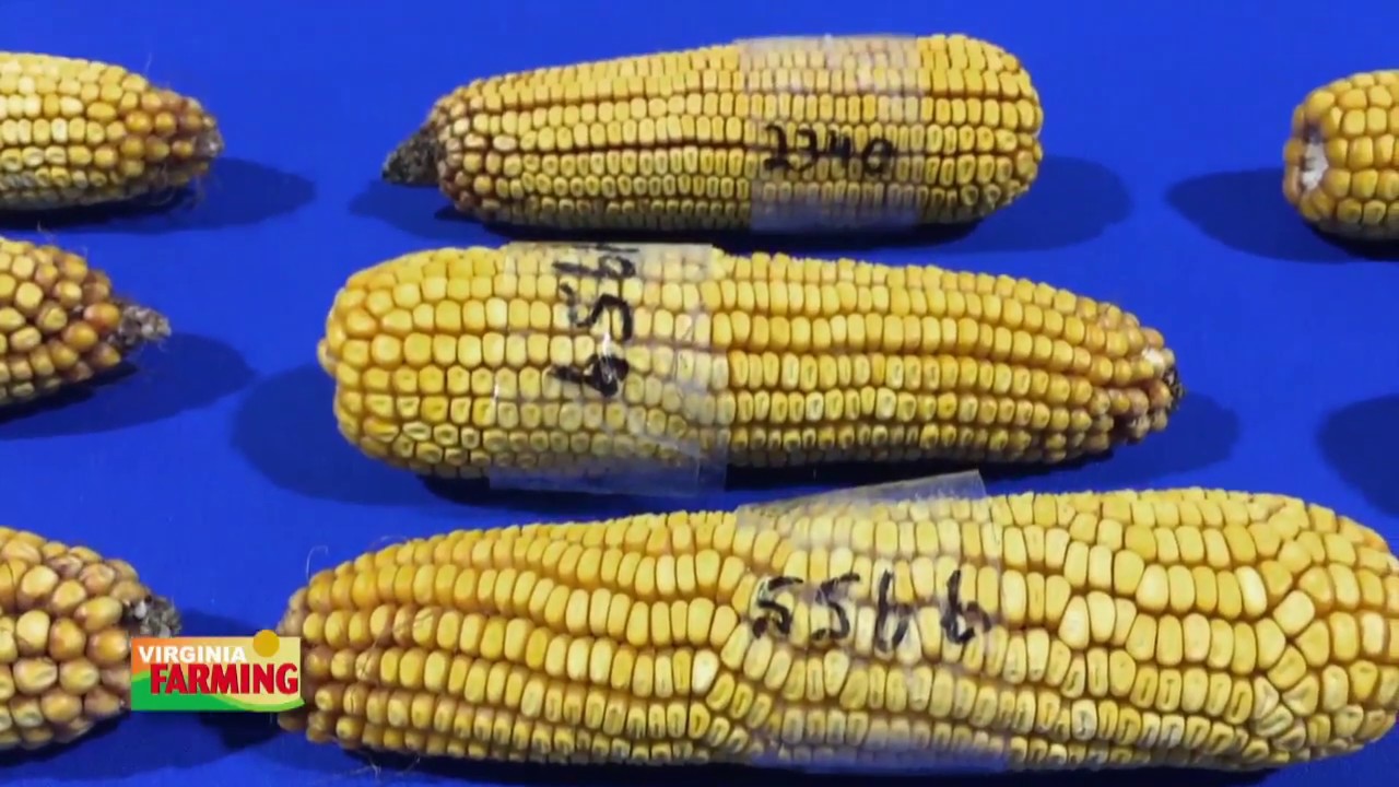 Virginia Farming: Northern Neck Farm Museum