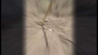 Sun compass shadow stick method-Liven Anne