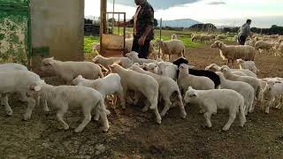 Sardinian sheep