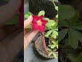 Rosa do deserto purpleblue linda 🥰😍#plantas #rosadodeserto