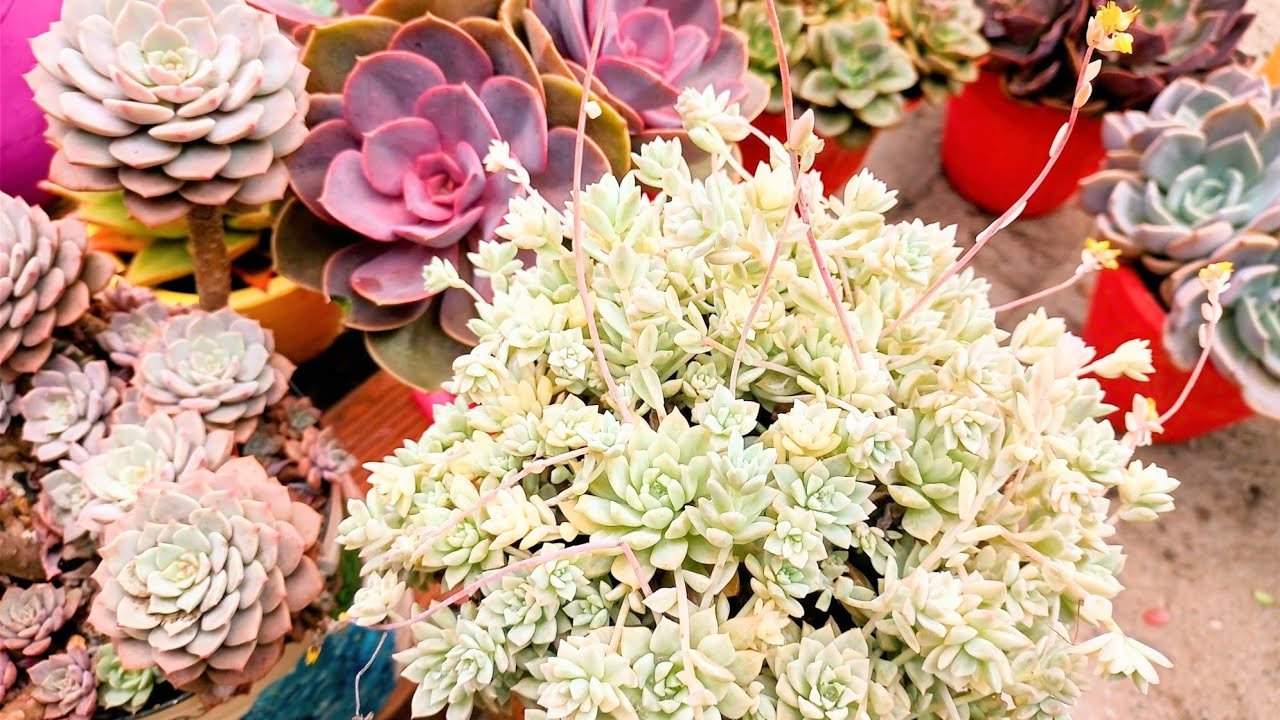 Vinte suculentas Prolíferas lotando vasos. 