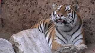 Siberian Tiger With Sounds