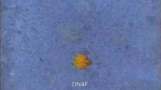 Dinitroazoxyfurazan Worlds Most Powerful Explosive