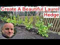 How to create a beautiful laurel hedge