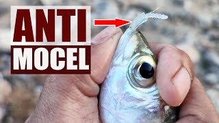 Trik Sederhana Softlure Anti Mocel || Ajing Game screenshot 2