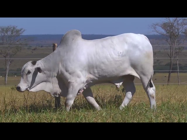 LOTE 20   HWA 3578 mp4