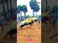 #கண்ணை🚨கட்டி விட்ட#148 💢#கருப்பன் #என்ட்ரி❤‍🔥#jallikattu#salem #kangeyam #viralvideo #2023 @TN30KD