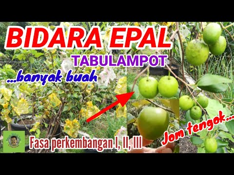 Video: Membaja Pokok Epal Di Taman: Ketahui Mengenai Baja Untuk Epal