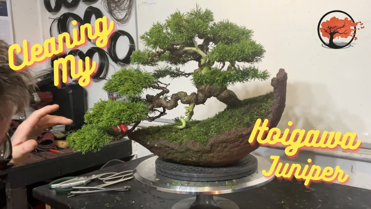 Unlocking the Beauty: Transforming Itoigawa Bonsai through Cleaning