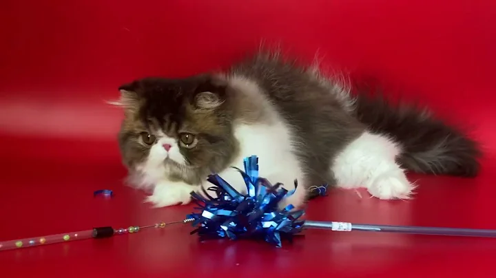 Video 2774181: tabby persian kitten, tabby male persian, persian kittens cattery, white male persian kitten, persian kitten brown