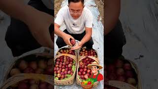 The Quality Of These Figs Is Simply Incredible