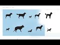 How pit bulls got a bad reputation