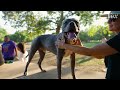 How pit bulls got a bad reputation