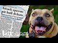 Understanding Pitbull Perceptions and Myths