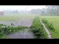 Beautiful village life scenes at super heavy rain in bangladesh  walking tour