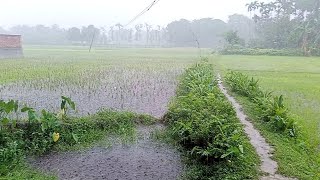 Beautiful Village Life Scenes at super Heavy rain in Bangladesh - Walking Tour