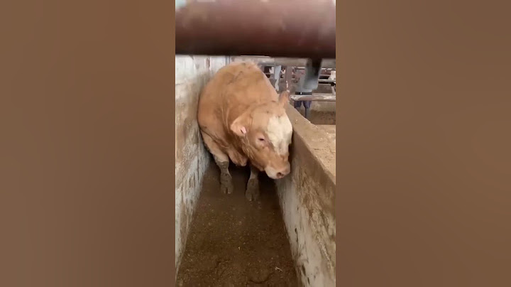 awas sapi Belgian blue keluar kandang #shorts #cow #viral #trending #youtube