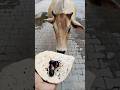 Feeding street animals Roti & Jamun! 🥺❤️ #shorts #cowfeeding #viralshorts